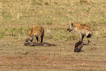 Tragetasche hyena © Alvaro