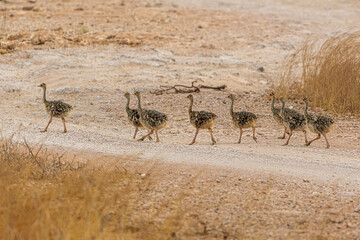 Fototapeta premium ostrich in the savannah
