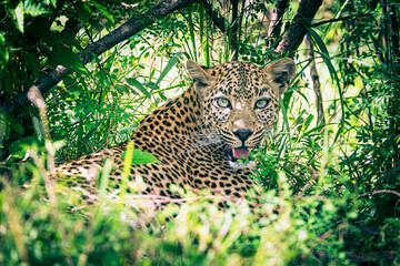leopard
