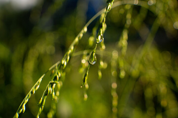 Fresh Dew Drops On Green Grass and Leaves