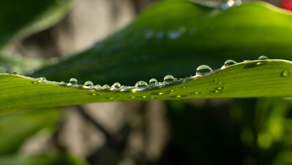 Fresh Dew Drops On Green Grass and Leaves