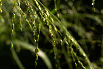 Fresh Dew Drops On Green Grass and Leaves