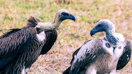 vulture