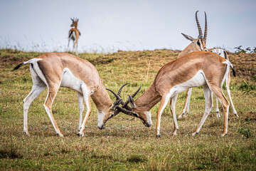 gazelles