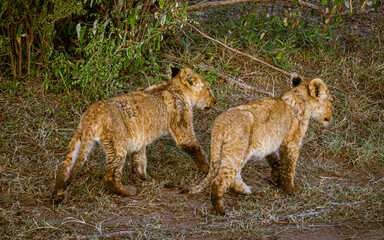 lions