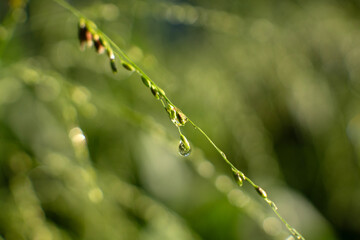 Fresh Dew Drops On Green Grass and Leaves