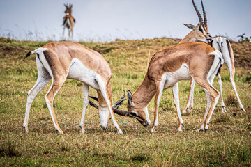 gazelles