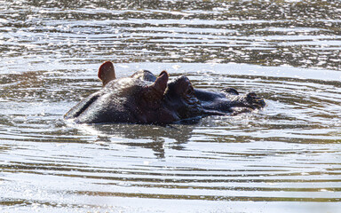 hippopotamus in water