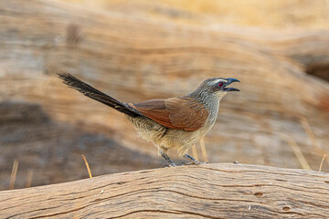red billed hornbill