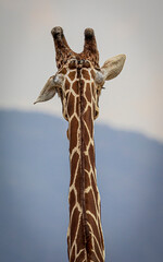 giraffe