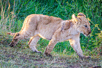 Naklejka premium lions