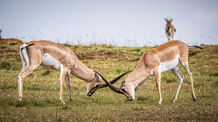 gazelles