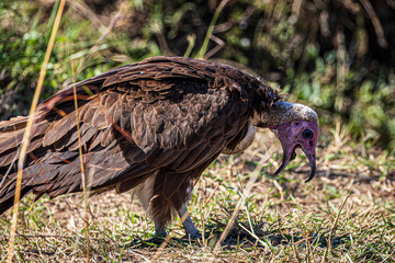 vulture