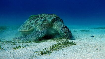 Obraz na płótnie Canvas Green turtles are the largest of all sea turtles. A typical adult is 3 to 4 feet long and weighs between 300 and 350 pounds.