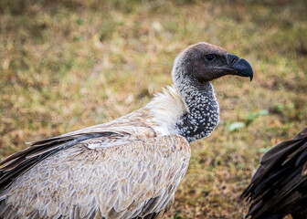 vulture