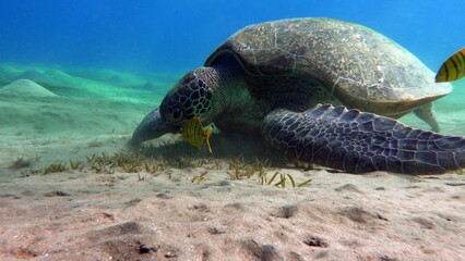 Obraz premium Green turtles are the largest of all sea turtles. A typical adult is 3 to 4 feet long and weighs between 300 and 350 pounds.