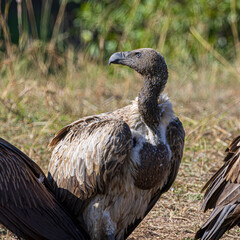 vulture