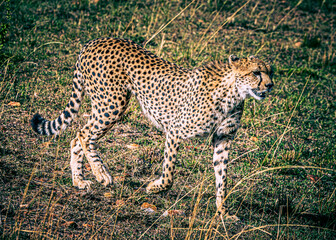 cheetah