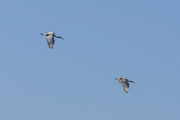 ibis