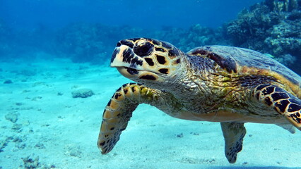 
Hawksbill sea turtle (CR species) Hawksbill Turtle - Eretmochelys imbricata.
