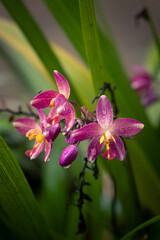 Water Dew Drop on a Fresh Flower Petal