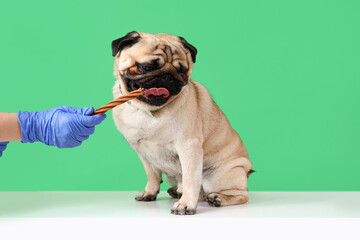Veterinarian with snack and pug dog on table against green background