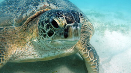 Green turtles are the largest of all sea turtles. A typical adult is 3 to 4 feet long and weighs...