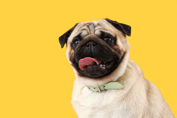 Cute pug dog on yellow background, closeup. Dental concept - obrazy, fototapety, plakaty