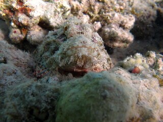 Scorpionfish, Fish - type bone fish Osteichthyes, Scorpaenidae, Flathead scorpenopsis.