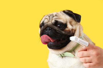 Woman brushing teeth of pug dog on yellow background, closeup