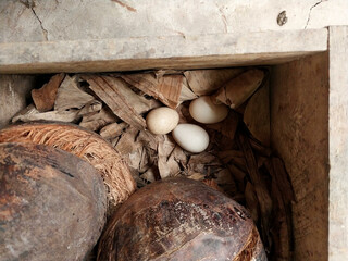 Three chicken eggs ready to hatch. Chicken eggs in a container