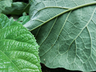 Foliage close up. Leaves for various needs, healthy food ideas, wallpapers, and natural green backgrounds. Wide leaves close up with texture
