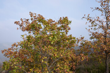 Quercus robur tree 