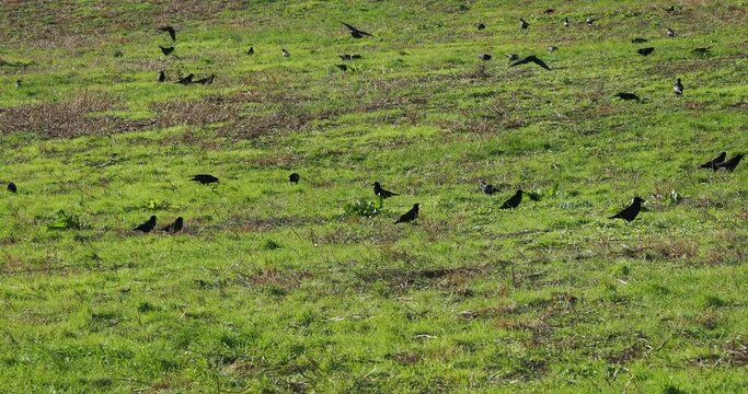 (Corvus corone) Troupes de corneilles noires &agrave; la campagne, retournant l'herbe d'une prairie &agrave; la recherche de nourritures 