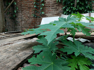 Papaya leaves between the wood. Young papaya leaves that have not yet produced fruit