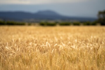 farming landscape of a wheat crop in australia