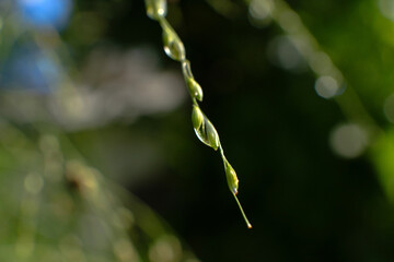 Rain Drops on Tree Leaf on a Gloomy Day 
