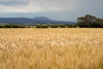 close up of a barley and wheat crop seed heads blowing in the wind in summer in australia on a farm