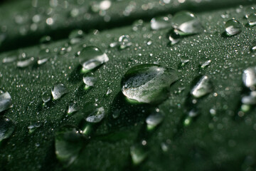 Fresh Dew Drops On Green Grass and Leaves