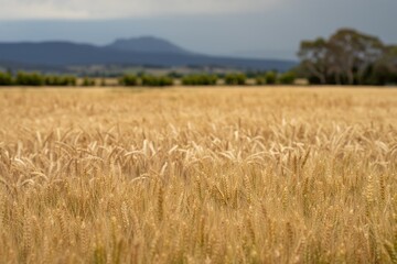 regenerative agriculture farm. growing wheat and barley crop Sustainable agriculture in Australia cropping ranch
