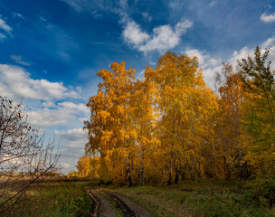 Autumn landscape. The edge of an autumn birch forest on a clear sunny day.
