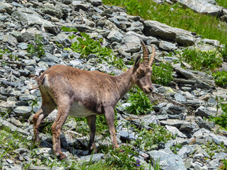 Wild mountain goat (alpine chamois) in Grana Valley near mountain summit Monte Viso (Monviso) and lake Lago Grande di Viso in the Cottian Alps, Piemonte, Italy, Europe. Rupicapra with blue sky