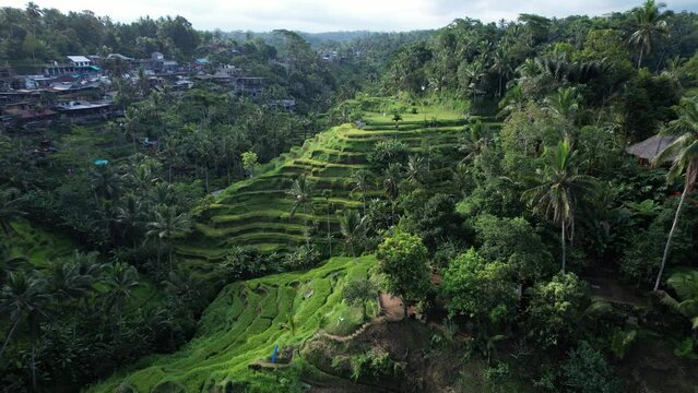 Rice terraces at Tegallalang look different after covid pandemic, some fields forsaken and stay empty, other planted with rice. Hard times for famous tourist attraction of Bali upland.