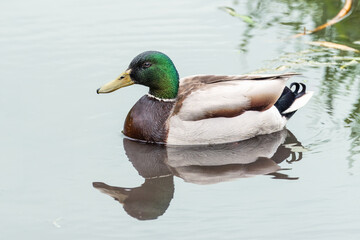 Fototapeta premium Mallard male swims in the calm water. A male wild duck close-up portrait (Anas platyrhynchos). 