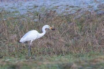 great white heron eating a mole