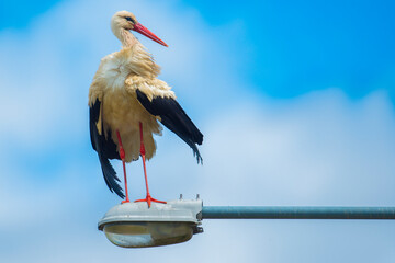 A white stork perches on a road lamp in Poland's Podlasie region