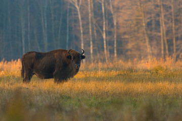 European bison in forest during autumn, fall in Bialowieza Forest, Poland