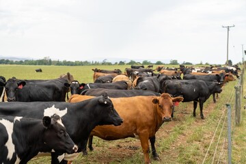 portrait Stud dairy cows grazing on grass in a field, in Australia. breeds include Friesian,...