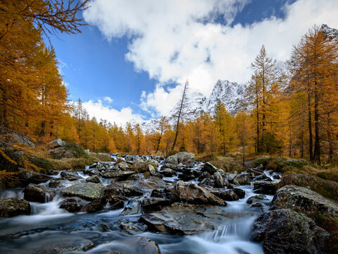 Long exposure on Duino creek with larches autumn dressed and the snow capped Alps in the back