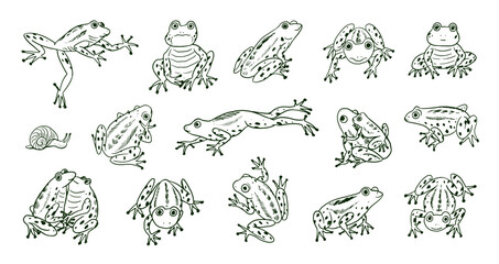 Set of cartoon doodle line vector frogs animals.